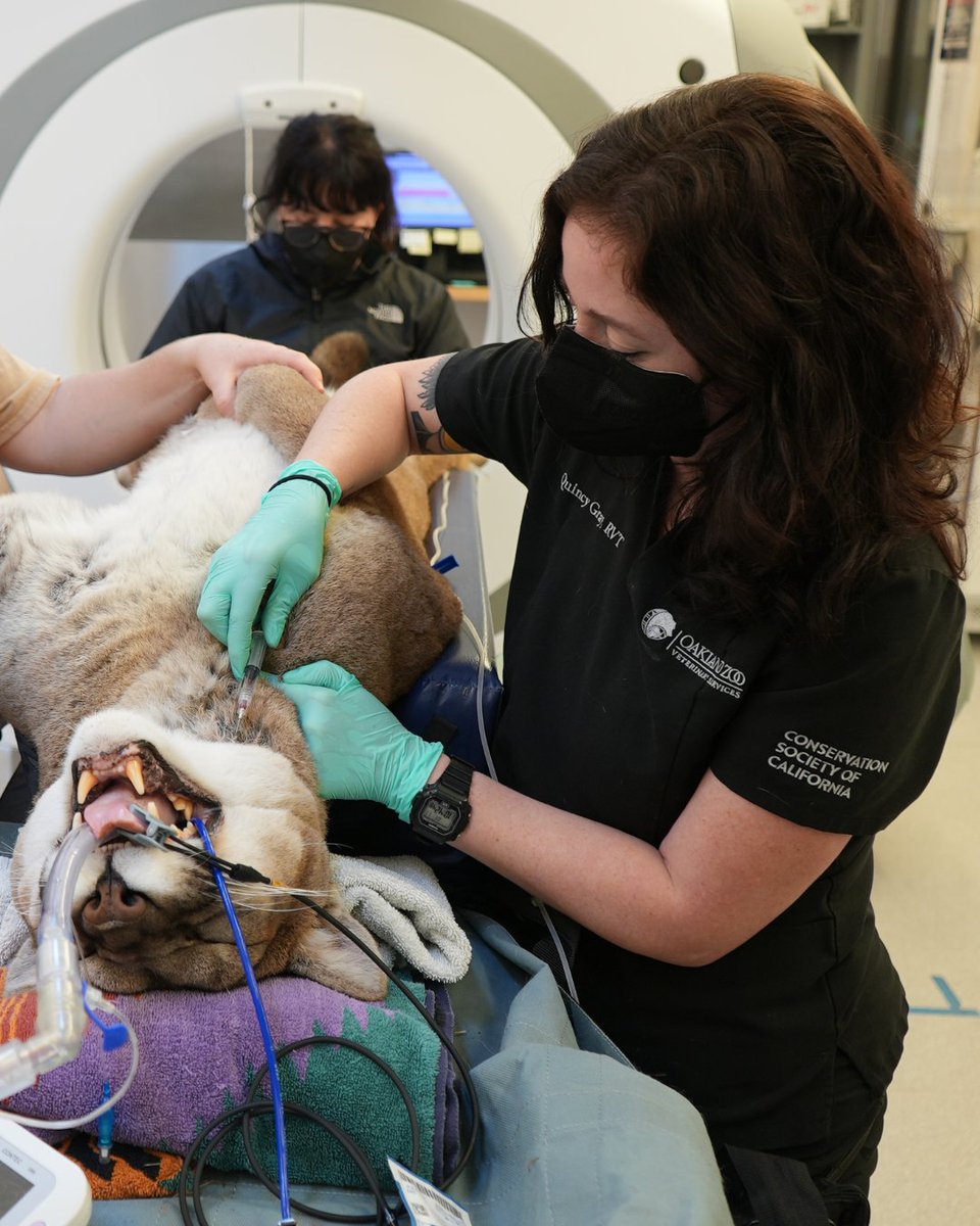 oakzoo's tweet photo. It's Veterinary Technician Appreciation Week! And not to brag… but we got the best ones in town!

Please join us in thanking Monica, Quincy, Linden, and Alyssa, as well as our incredible Relief Veterinary Technicians, for the heart and skill they bring to this work. 🩺❤️ https://t.co/Kc5cMHVdbO