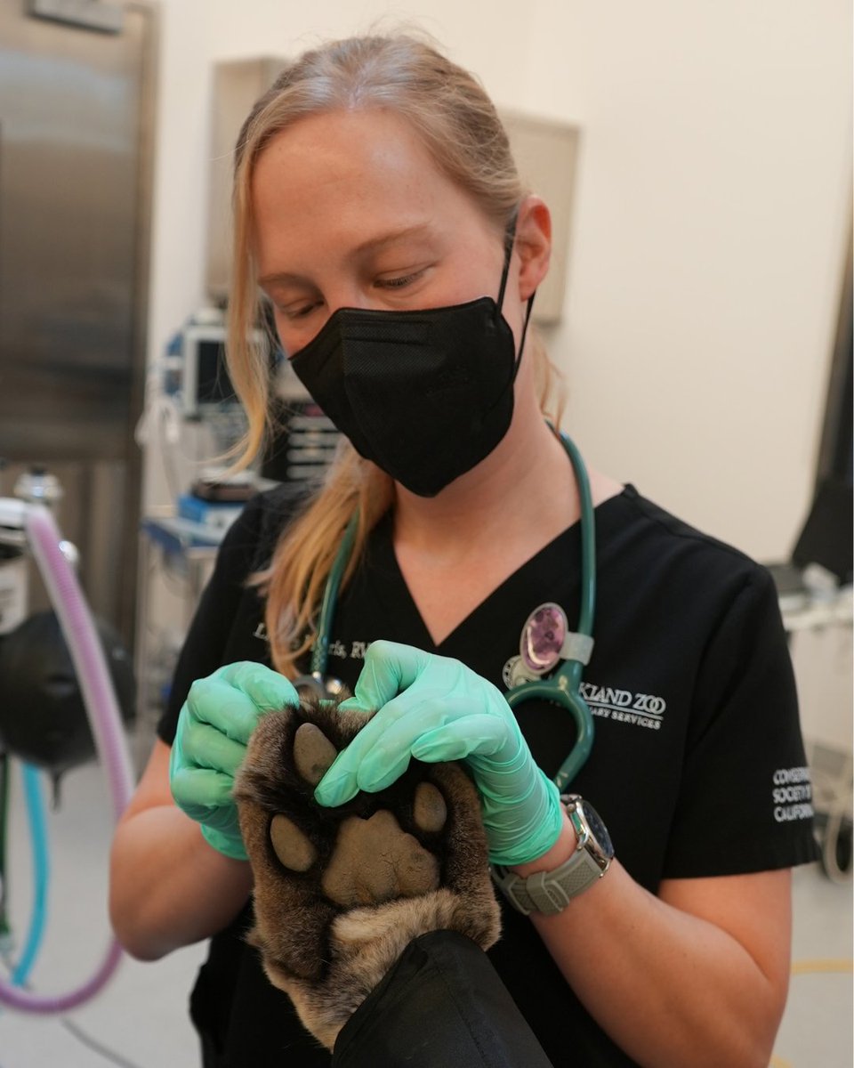 oakzoo's tweet photo. It's Veterinary Technician Appreciation Week! And not to brag… but we got the best ones in town!

Please join us in thanking Monica, Quincy, Linden, and Alyssa, as well as our incredible Relief Veterinary Technicians, for the heart and skill they bring to this work. 🩺❤️ https://t.co/Kc5cMHVdbO