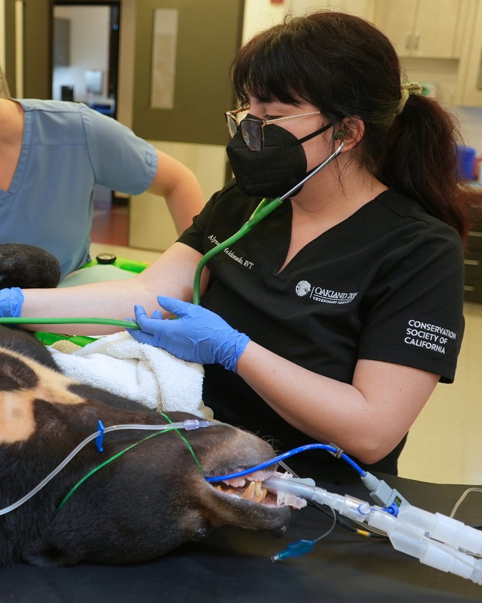 oakzoo's tweet photo. It's Veterinary Technician Appreciation Week! And not to brag… but we got the best ones in town!

Please join us in thanking Monica, Quincy, Linden, and Alyssa, as well as our incredible Relief Veterinary Technicians, for the heart and skill they bring to this work. 🩺❤️ https://t.co/Kc5cMHVdbO