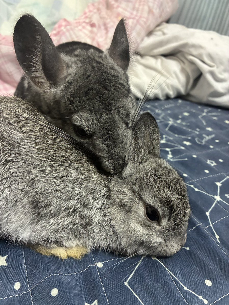 chinchilla_mimi's tweet photo. 日に日に仲良くなる2匹☺️

最近はほぼずっと一緒に部屋んぽしてで大丈夫なくらい https://t.co/CMVp4ePiRL