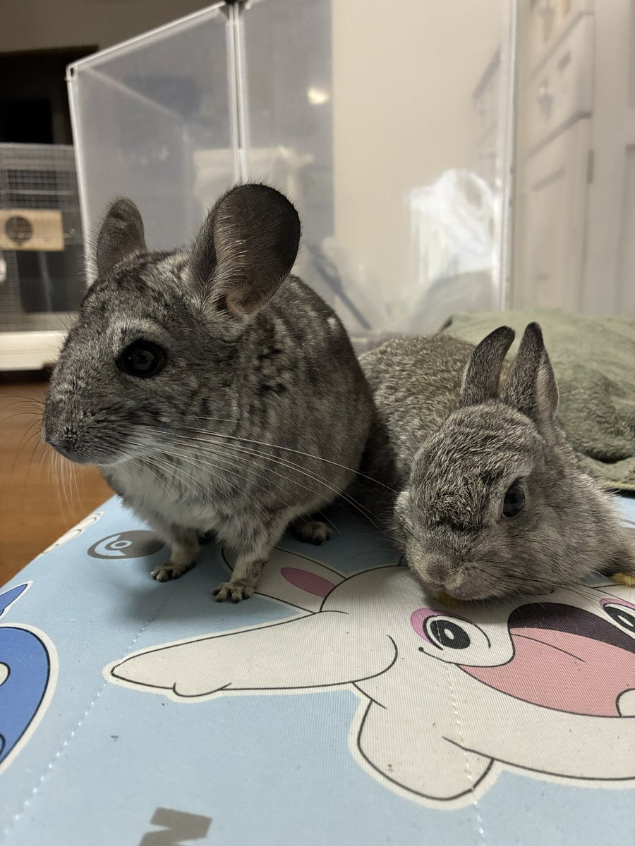 chinchilla_mimi's tweet photo. 日に日に仲良くなる2匹☺️

最近はほぼずっと一緒に部屋んぽしてで大丈夫なくらい https://t.co/CMVp4ePiRL