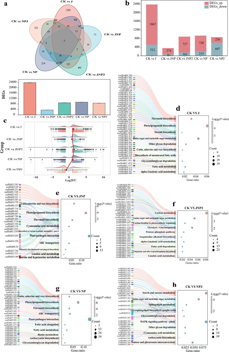PhytopatholRes's tweet photo. #Fertilization #Transcriptomics #Resistance 

Long-term fertilization shapes root rot resistance in Apocynum venetum through coordinated physiological and transcriptomic reprogramming

https://t.co/5gtq0KTVhX https://t.co/CIrteAyAWH