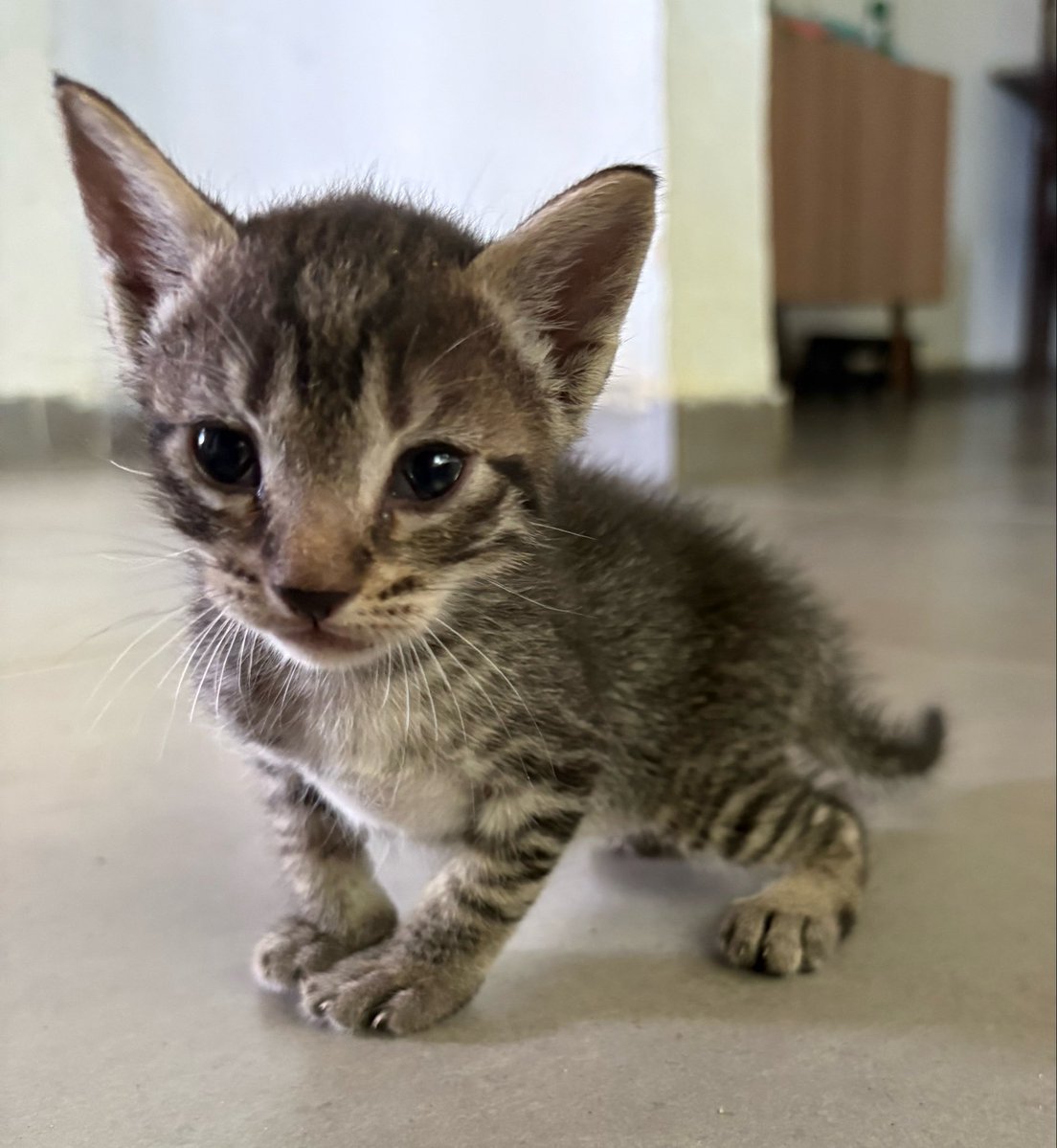 Dam4sc3no's tweet photo. Essa gatinha é a única q ainda não tem adoção certa, caso alguém tenha interesse ela é muito sabida https://t.co/8cdK2PRrct