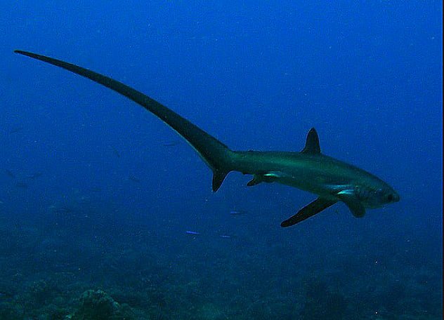 sharkpetit's tweet photo. compartilhando aqui fotos desses dois bichinhos lindos!! o raposa é o que tem esse rabao colossal (fun fact: o rabo chega a ser maior do que o próprio corpo dele), e o azul é esse dos olhos esbugalhados https://t.co/PDlRkokZIN
