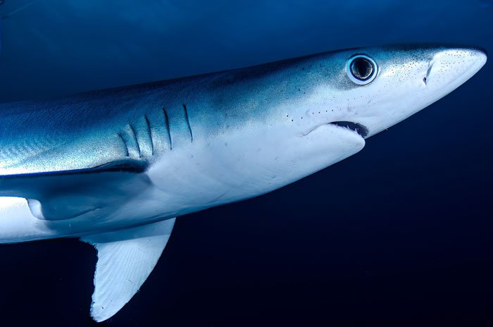 sharkpetit's tweet photo. compartilhando aqui fotos desses dois bichinhos lindos!! o raposa é o que tem esse rabao colossal (fun fact: o rabo chega a ser maior do que o próprio corpo dele), e o azul é esse dos olhos esbugalhados https://t.co/PDlRkokZIN