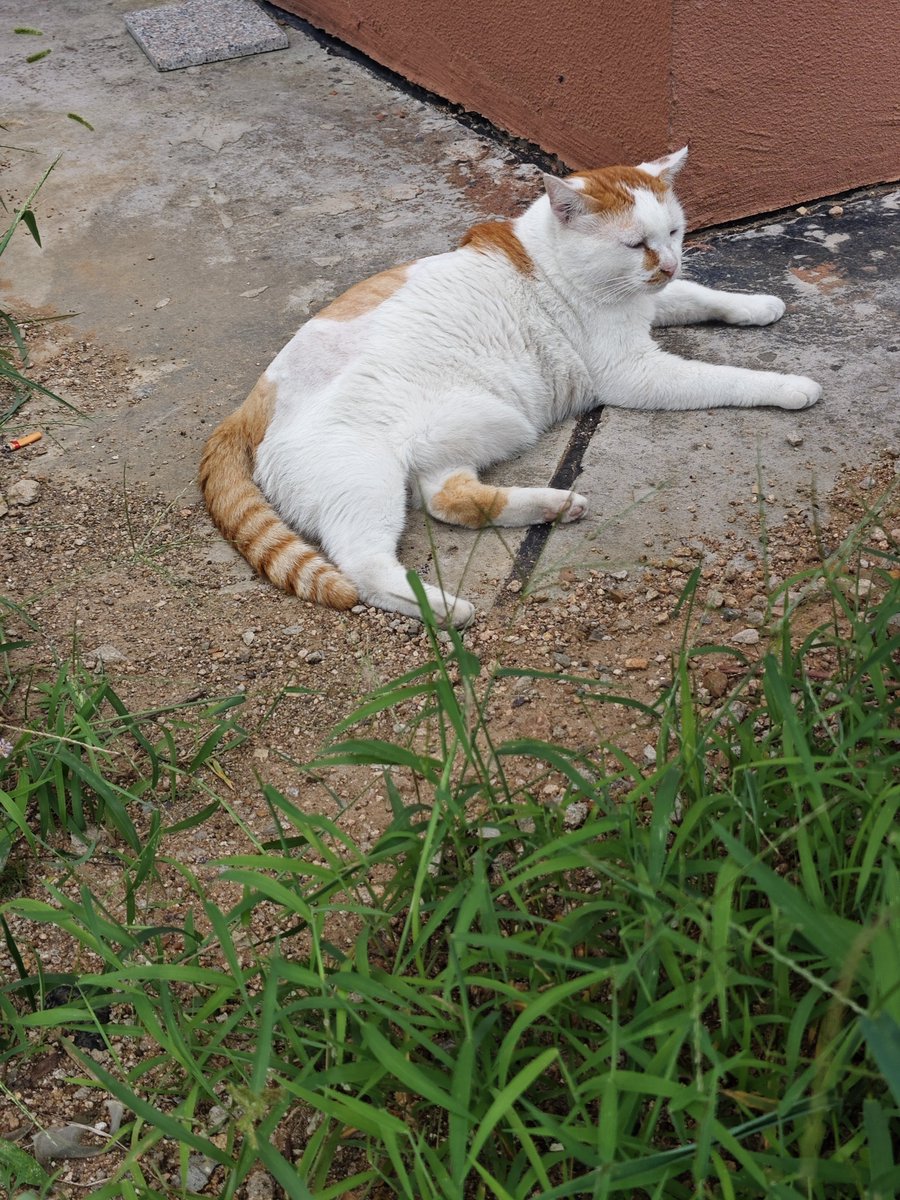 yzwogo's tweet photo. 小猫你真的好肥 https://t.co/Lolic4omv3