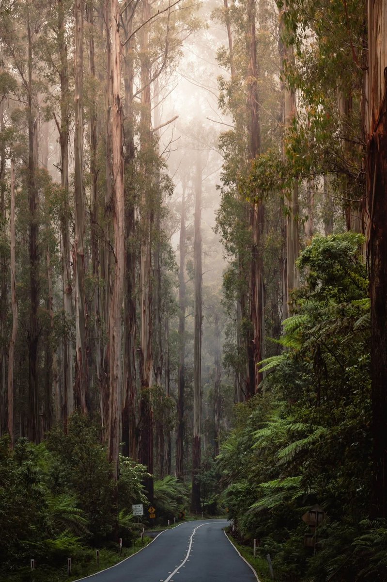 AntipodeEmpire's tweet photo. Eucalyptus regnans on the Black Spur. Victoria 🇦🇺 — Aaron Poole https://t.co/XU7p326azj