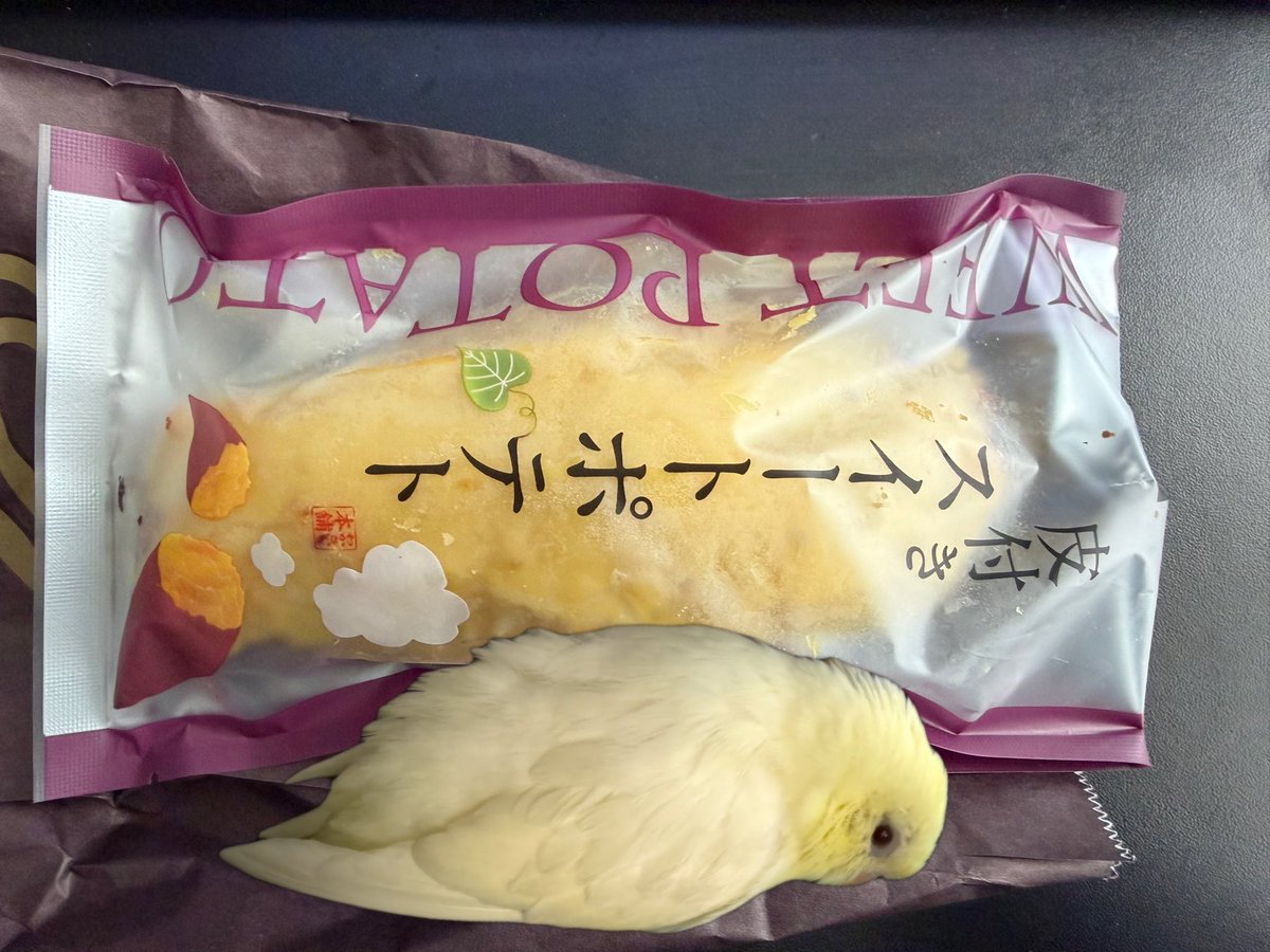 hato_no_sashimi's tweet photo. 朝ごはんのサザナミインコです https://t.co/r0shbs0S4R