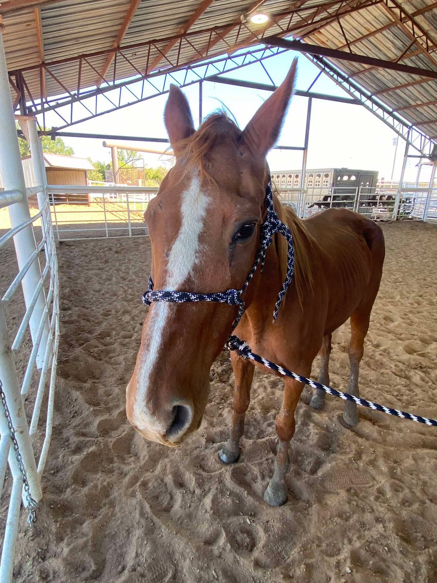 RACEFund's tweet photo. 🆘🆘🆘🆘🆘🆘🆘🆘🚨🚨🚨🚨🚨🚨🚨
This poor unidentified tattooed mare Tag 478  has been at the Stroud, OK lot for quite awhile now. She is in very rough shape and has a serious cut/injury to her left hock. 🚨She is emaciated and needs some serious Vet care and TLC  ASAP. What reputable organization can step up to help her? Look at her eyes! Please contact us. 
@jockeyclub @BreedersCup @LightUpRacing @theTDN @PasturedPlace @PastTheWire @trfinc @thisoldhorse @circle_horses @Mane_Characters @ThoroughbredRA @EponaInitiative @TTAtexas @KYTbred @keenelandracing @keenelandsales @KateMaddenSC 
@RepoleStable @PatCummingsNTA @AnitaMotion