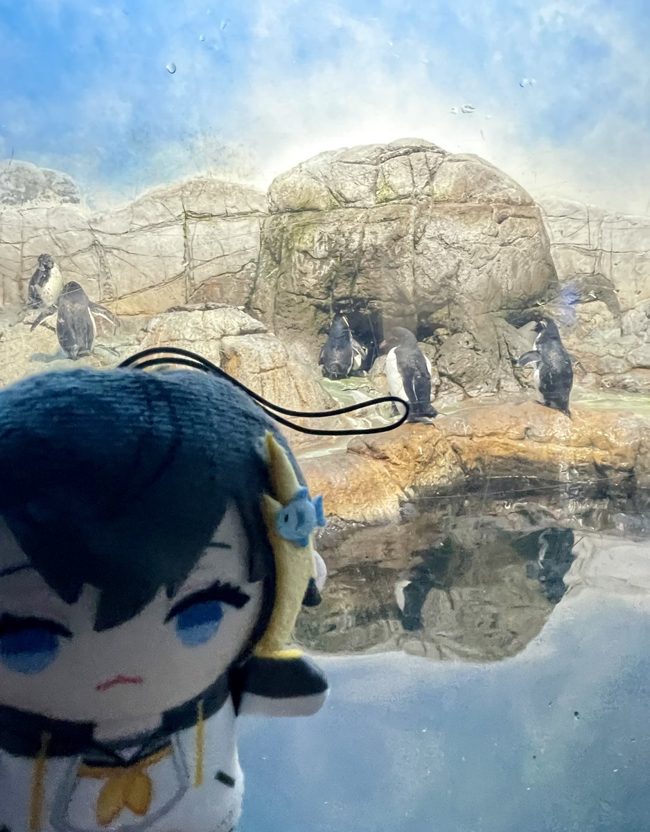 PetraClips's tweet photo. took peto to visit her cousins 🐧🐧🐧 https://t.co/Rl60EqYEMG