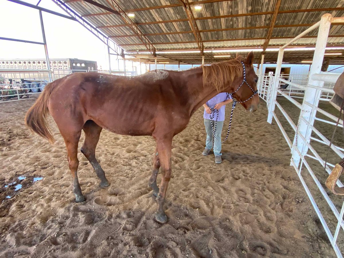 RACEFund's tweet photo. 🆘🆘🆘🆘🆘🆘🆘🆘🚨🚨🚨🚨🚨🚨🚨
This poor unidentified tattooed mare Tag 478  has been at the Stroud, OK lot for quite awhile now. She is in very rough shape and has a serious cut/injury to her left hock. 🚨She is emaciated and needs some serious Vet care and TLC  ASAP. What reputable organization can step up to help her? Look at her eyes! Please contact us. 
@jockeyclub @BreedersCup @LightUpRacing @theTDN @PasturedPlace @PastTheWire @trfinc @thisoldhorse @circle_horses @Mane_Characters @ThoroughbredRA @EponaInitiative @TTAtexas @KYTbred @keenelandracing @keenelandsales @KateMaddenSC 
@RepoleStable @PatCummingsNTA @AnitaMotion