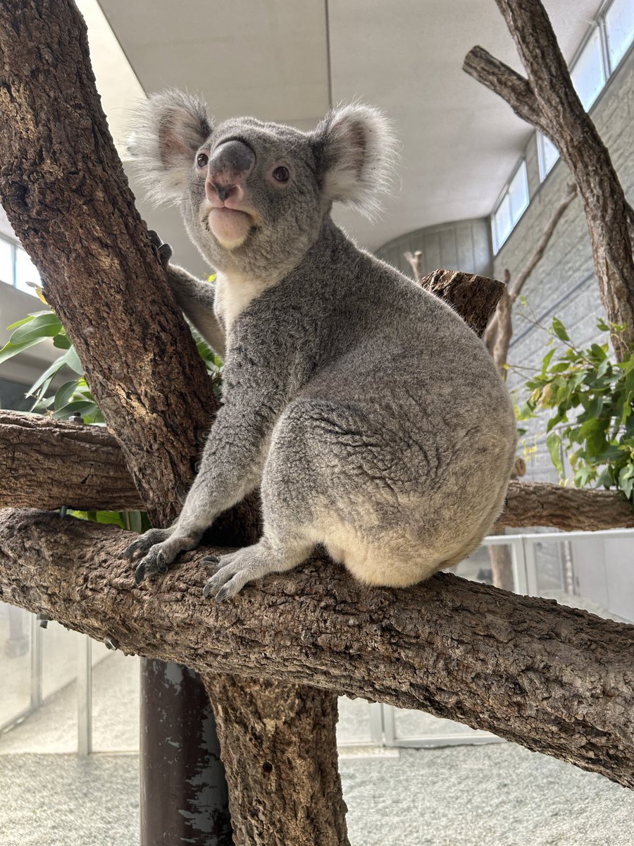 englandhill_zoo's tweet photo. ＃コアラの日 まであと5日！

神戸市立王子動物園（@kobeojizoo）さまよりカウントダウンリレーのバトンを受け取りました@(・●・)@

来年コアラ来園40周年を迎える当園では現在「コアラの歩み展2」を開催中なのですが、その中から少しだけ #コアラとユーカリ についてお話したいと思います
（つづく） https://t.co/MRdxCgAU7m