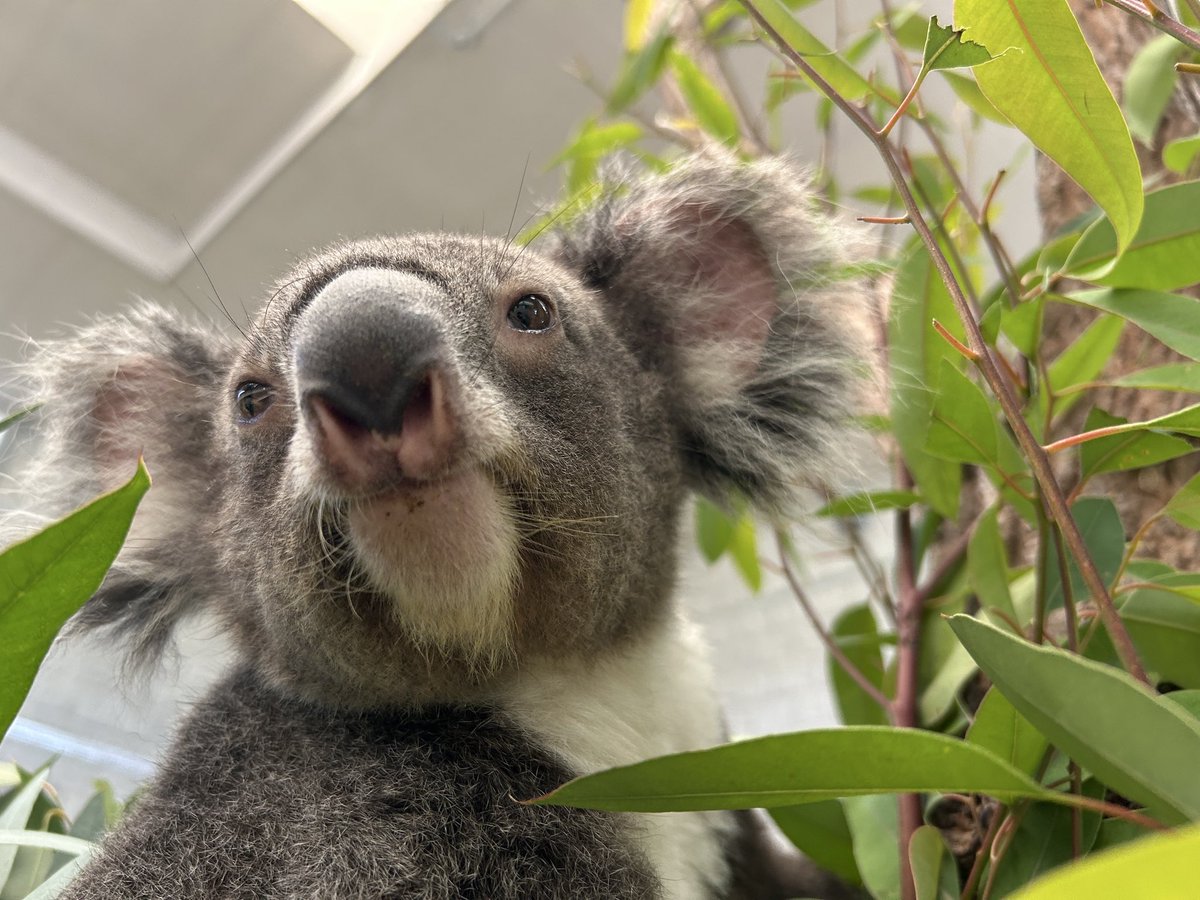 englandhill_zoo's tweet photo. ＃コアラの日 まであと5日！

神戸市立王子動物園（@kobeojizoo）さまよりカウントダウンリレーのバトンを受け取りました@(・●・)@

来年コアラ来園40周年を迎える当園では現在「コアラの歩み展2」を開催中なのですが、その中から少しだけ #コアラとユーカリ についてお話したいと思います
（つづく） https://t.co/MRdxCgAU7m