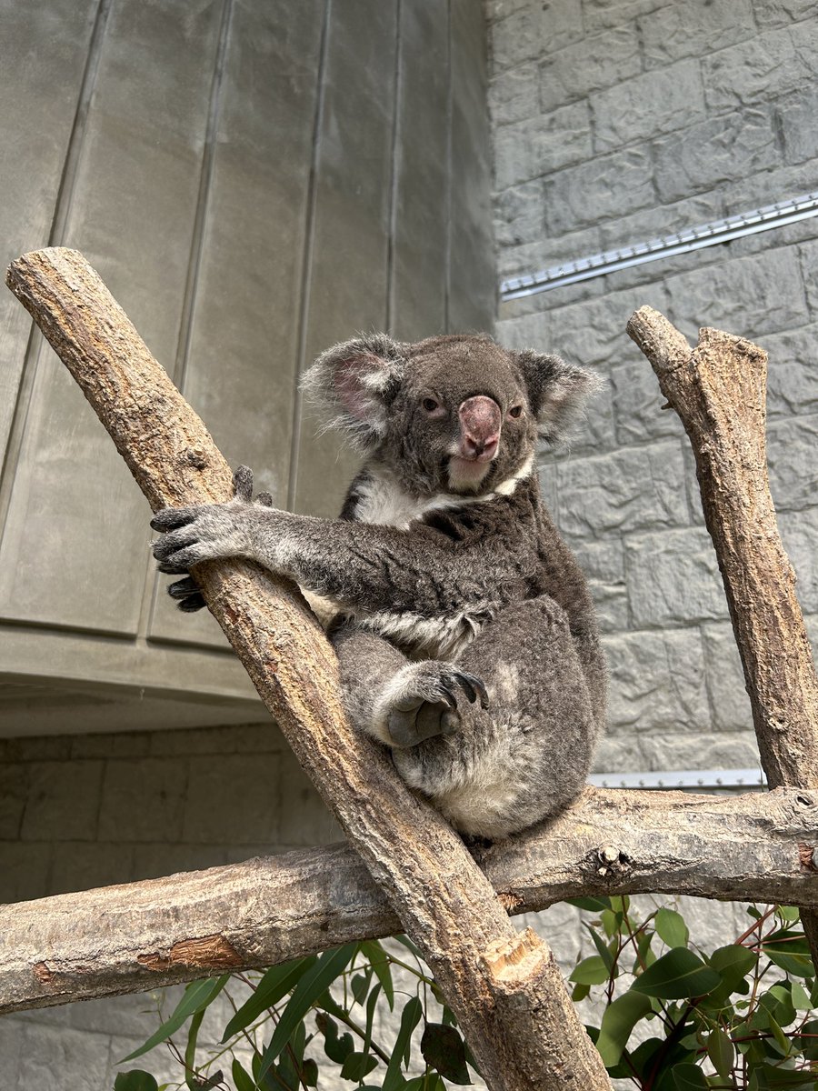 englandhill_zoo's tweet photo. ＃コアラの日 まであと5日！

神戸市立王子動物園（@kobeojizoo）さまよりカウントダウンリレーのバトンを受け取りました@(・●・)@

来年コアラ来園40周年を迎える当園では現在「コアラの歩み展2」を開催中なのですが、その中から少しだけ #コアラとユーカリ についてお話したいと思います
（つづく） https://t.co/MRdxCgAU7m