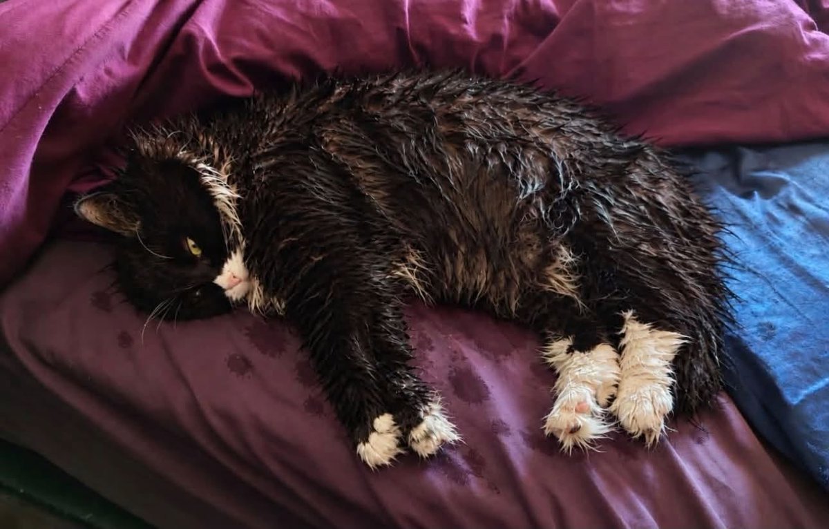 salis333's tweet photo. From some dude named "Luke" on Fakebook ( I laughed out loud on this one):    

"Fuck my life , Before anyone starts, no, she’s not been neglected, abandoned or rescued from a shipwreck in the North Atlantic. The daft little bastard has been out in the garden, in the rain. She’s got an entire house to sit in. Warm beds, soft blankets, central heating, food on demand and two fully grown idiots who wait on her like she’s the fucking Queen of England. But no. Apparently today was the perfect day to go outside and audition for the role of a drowned Victorian orphan. And rather than dry herself off somewhere sensible, she’s dragged her soaking wet carcass upstairs and collapsed on the bedding like she’s just walked 400 miles through enemy territory to deliver an urgent message from the front. Look at her!! She looks like somebody’s tried to clean a chimney with a fucking toilet brush.
And the expression on her face!!! Like the humans are the bastards responsible for the weather!!
I’m half expecting her to cough up a tiny bit of seawater and whisper, “Tell my story.” £50 says she’ll be demanding Dreamies within the hour. Has anybody else got a cat with absolutely no survival instincts, or have we somehow adopted the world’s first waterproofing failure with whiskers?"

Just had to share. I laughed so hard!