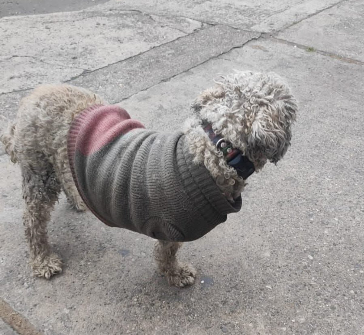 Marce_Tabares's tweet photo. Adivinen qué perrito sigue por ahí deambulando sucio y vuelto nada? Se supone que se hizo visita y pues, ahí está en la cra 22 con calle 51 en Bogotá 😡😡 cc @AnimalesBOG @PlataformaALTO https://t.co/hlDE0ak7WG