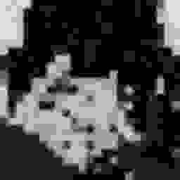 giiruad tweet picture