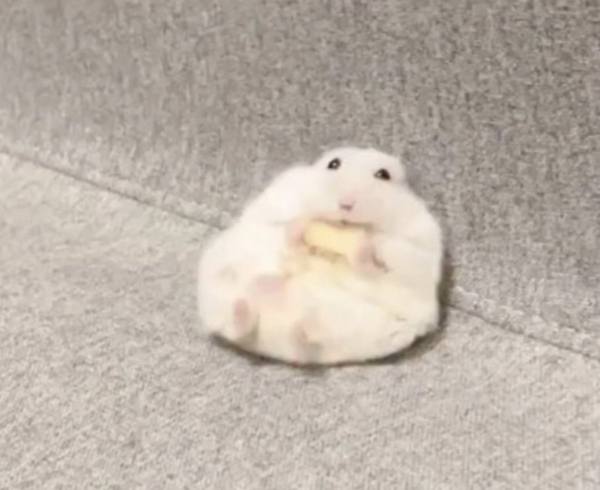 _1007_1004_'s tweet photo. He is just an innocent hamster, nothing in his brain

#jiung #p1harmony #지웅 https://t.co/or9uNmvvy6