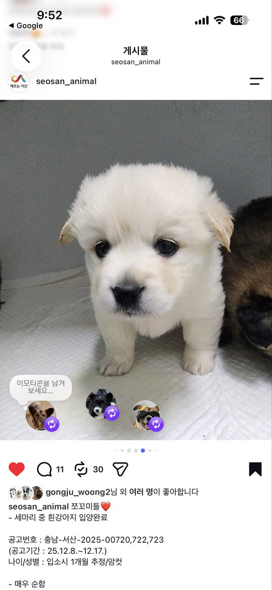 kamii_8282's tweet photo. 까망이 동배언니를 너무 찾고싶습니다….이런 가나디를 보신 분 있음 연락주세요…
구글 인스타에 다 검색해봤으나 찾을수넚아요…. 아속상해 https://t.co/7S91riKWMn