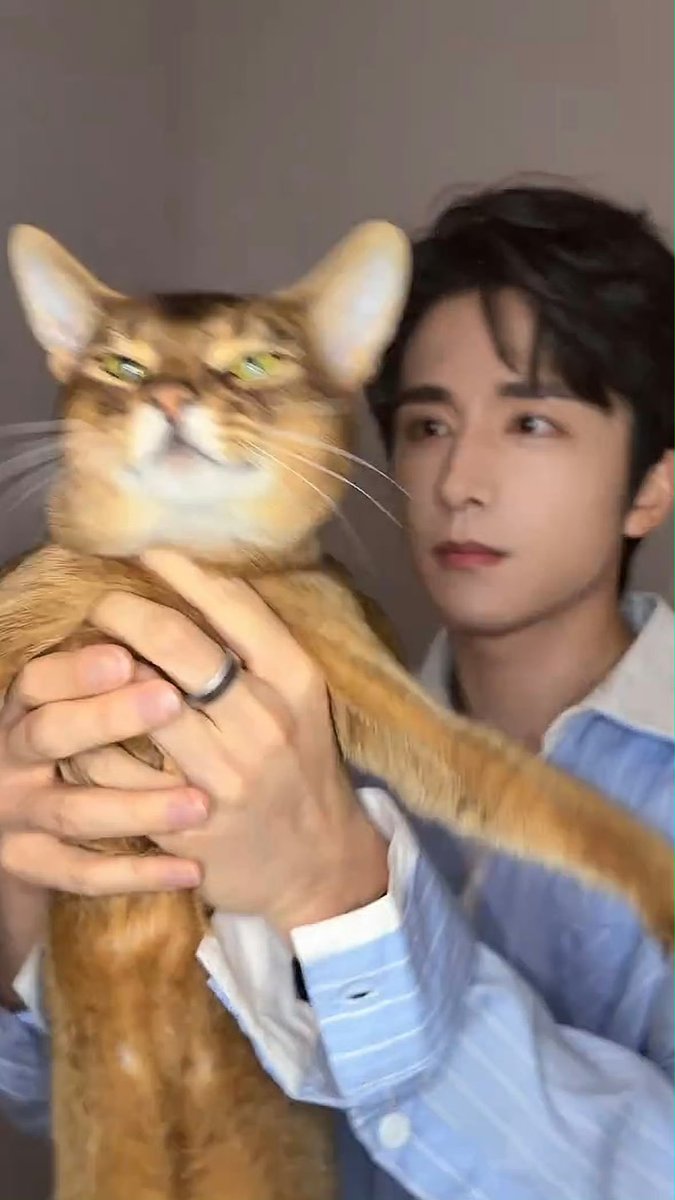 TenWoo13's tweet photo. 久々に見たら成長してた張新成んちの🐈️阿骨打
綺麗な緑の瞳🥰 https://t.co/PSp746sDvX