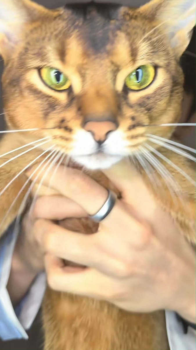 TenWoo13's tweet photo. 久々に見たら成長してた張新成んちの🐈️阿骨打
綺麗な緑の瞳🥰 https://t.co/PSp746sDvX