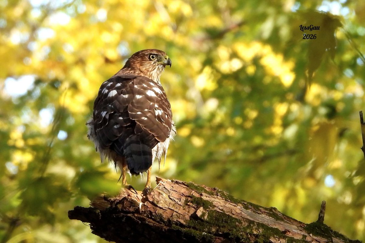 ManneLess's tweet photo. Épervier de Cooper 

Dans le décor doré de l’automne, un petit moment de repos sur une branche, les plumes au soleil, après son bain dans la rivière. 

19 octobre 2026
Domaine de Maizerets
#Québec #photographie #oiseau https://t.co/3wdiH6O05y