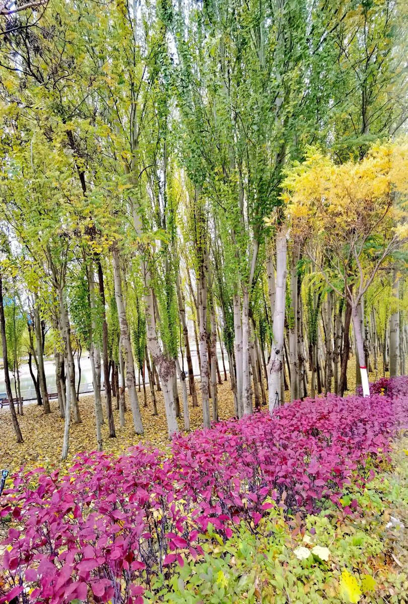 GraceWu78732273's tweet photo. Autumn scenery waits for no one. Come and enjoy it! #AutumnViews https://t.co/h1symRuP5o