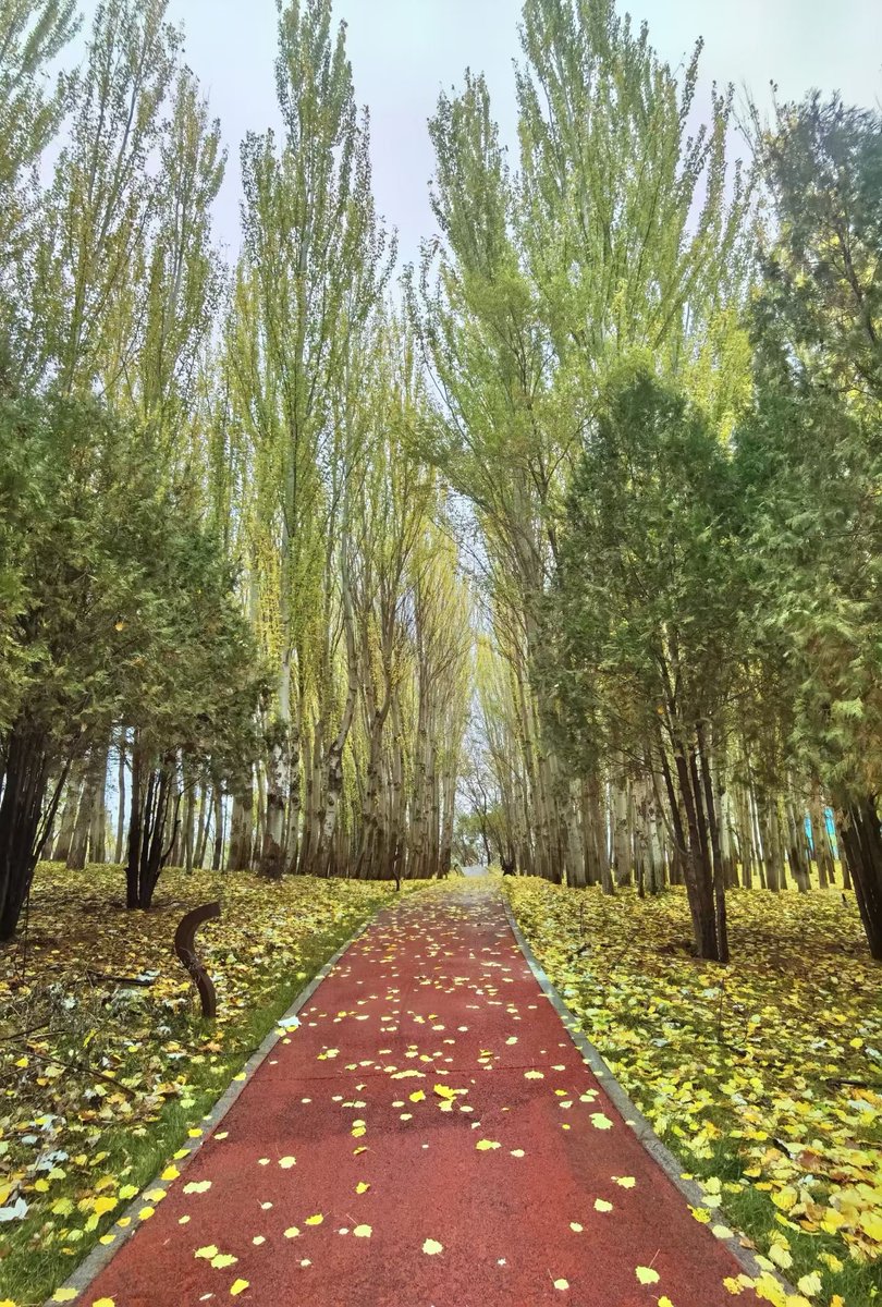 GraceWu78732273's tweet photo. Autumn scenery waits for no one. Come and enjoy it! #AutumnViews https://t.co/h1symRuP5o
