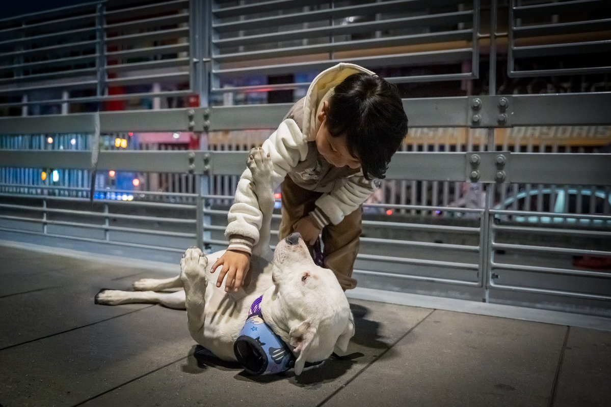 TransMilenio's tweet photo. ¡Un nuevo final feliz en TransMi! 🥹🐕❤️

Nos pone muy felices saber que Mona, animal de compañía extraviada en el Sistema, hoy vuelve casa 😌🚏🏡

Se acaba de reencontrar con su familia en la estación San Victorino 🐶🫶🙋

Luego de haber sido encontrada en el Portal Suba, esta tierna perrita fue resguardada en el Portal Norte - Unicervantes, donde fue cuidada y atendida por nuestro personal de vigilancia y la administradora del portal  🫰🌟🛡️

Allí llegó @AnimalesBOG y así fue posible contactar y localizar a su tenedora responsable, tras escanear el microchip instaurado en su cuerpo 👏😊🙏

¡Tu mejor amigo también es el nuestro! ☺️

#TransMiPet 🐶❤️🚍