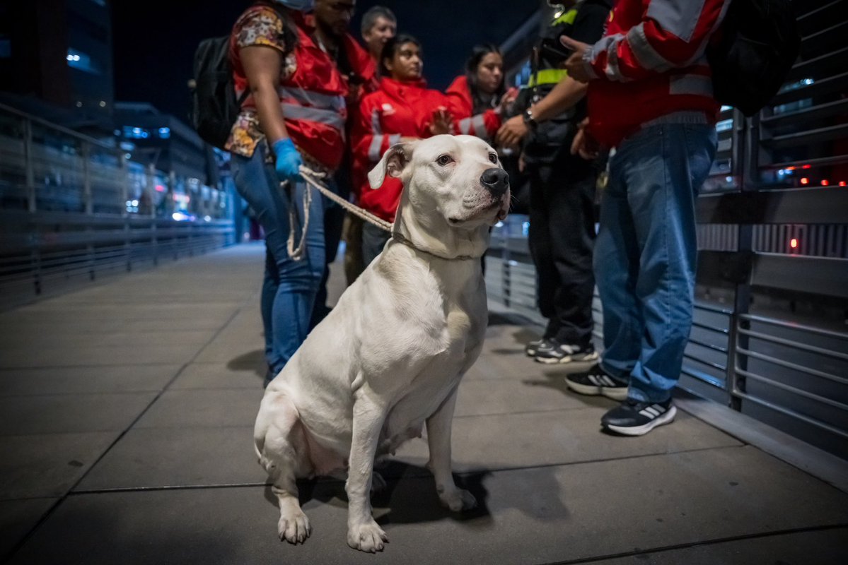 TransMilenio's tweet photo. ¡Un nuevo final feliz en TransMi! 🥹🐕❤️

Nos pone muy felices saber que Mona, animal de compañía extraviada en el Sistema, hoy vuelve casa 😌🚏🏡

Se acaba de reencontrar con su familia en la estación San Victorino 🐶🫶🙋

Luego de haber sido encontrada en el Portal Suba, esta tierna perrita fue resguardada en el Portal Norte - Unicervantes, donde fue cuidada y atendida por nuestro personal de vigilancia y la administradora del portal  🫰🌟🛡️

Allí llegó @AnimalesBOG y así fue posible contactar y localizar a su tenedora responsable, tras escanear el microchip instaurado en su cuerpo 👏😊🙏

¡Tu mejor amigo también es el nuestro! ☺️

#TransMiPet 🐶❤️🚍