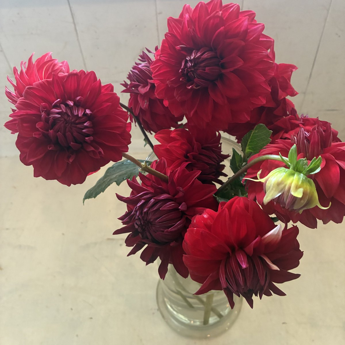 dicipeu's tweet photo. 毎日ひと花＊ダリアMIX https://t.co/8FExJ6SReh