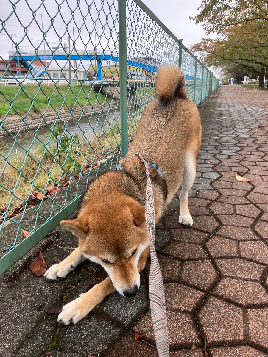 Kazeto_TrueLove's tweet photo. 1日1回痛み止めの薬をあげていたけど、今週から薬なしで経過観測することになりました。散歩中にお腹か背中かが痛そうになって30分ほど休憩🐕 https://t.co/x2sjL5dsHo