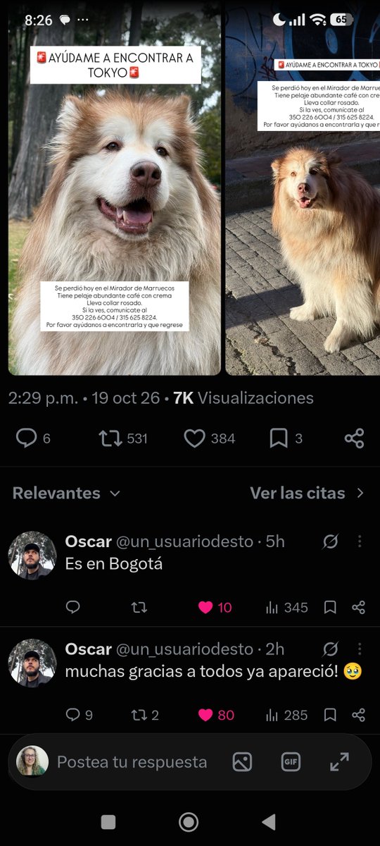 margaritavela's tweet photo. 🥳🥳#Tokyo ya está s salvo con su familia🥳🥳
@losbuscamos_col 
@MONYRODRIGUEZOF 
@CamiloJaramill 
#ReencuentrosDeCuatroPatas🐾🐾 https://t.co/svXTh8Ec0I