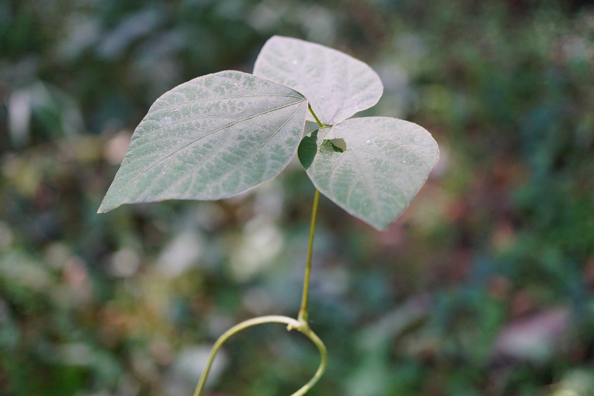 Vesko0o's tweet photo. On a rainy day, I sipped tea by the yard, and saw a tiny green bean in the small sheath—nature’s little sudden surprise! https://t.co/1BXkaxhGeA
