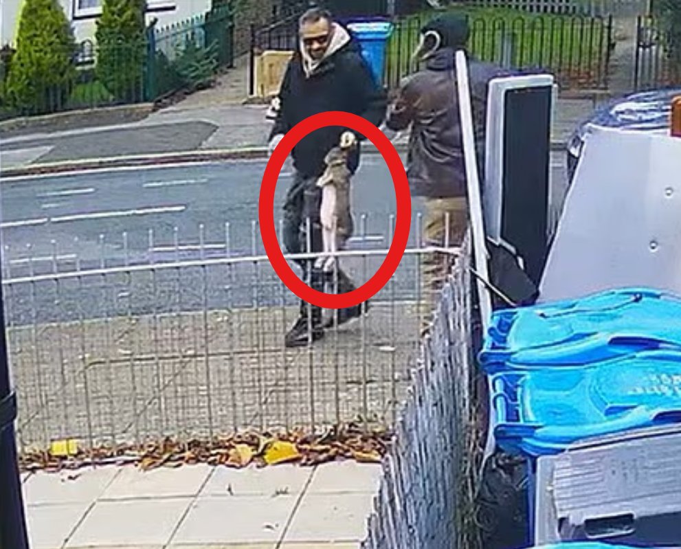 TheGNPE's tweet photo. Thieves who film themselves grabbing a family’s rabbit by the ears and stealing him from the garden

Two men were caught on CCTV outside a house on St Pauls Street in Hull. 

One in a dark coat picked up 9 year old Peter by his ears, dangled him struggling in mid air for more than 20 seconds while the other filmed, then both walked away laughing still holding him by the ears.

Owner Amy Grace, 38, found him gone when she returned home and screamed when she saw the footage. 

The family searched for hours and feared he was dead as Peter needed medication three times a day for gut stasis. 

Ms Grace confirmed in an update that her pet had been found and since returned home

She wrote that Peter had been 'dumped in a car park'.

She said: 'Peter was found dumped in a car park last night and a lovely kind stranger has messaged me with a video and I now have him home.

'He will be going to the vets to make sure everything is ok with him.'

Humberside Police are investigating