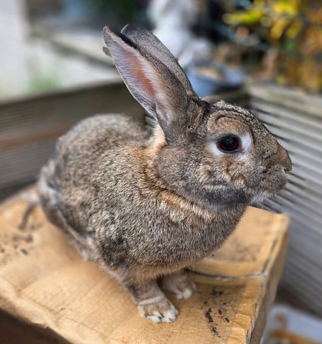 TheGNPE's tweet photo. Thieves who film themselves grabbing a family’s rabbit by the ears and stealing him from the garden

Two men were caught on CCTV outside a house on St Pauls Street in Hull. 

One in a dark coat picked up 9 year old Peter by his ears, dangled him struggling in mid air for more than 20 seconds while the other filmed, then both walked away laughing still holding him by the ears.

Owner Amy Grace, 38, found him gone when she returned home and screamed when she saw the footage. 

The family searched for hours and feared he was dead as Peter needed medication three times a day for gut stasis. 

Ms Grace confirmed in an update that her pet had been found and since returned home

She wrote that Peter had been 'dumped in a car park'.

She said: 'Peter was found dumped in a car park last night and a lovely kind stranger has messaged me with a video and I now have him home.

'He will be going to the vets to make sure everything is ok with him.'

Humberside Police are investigating