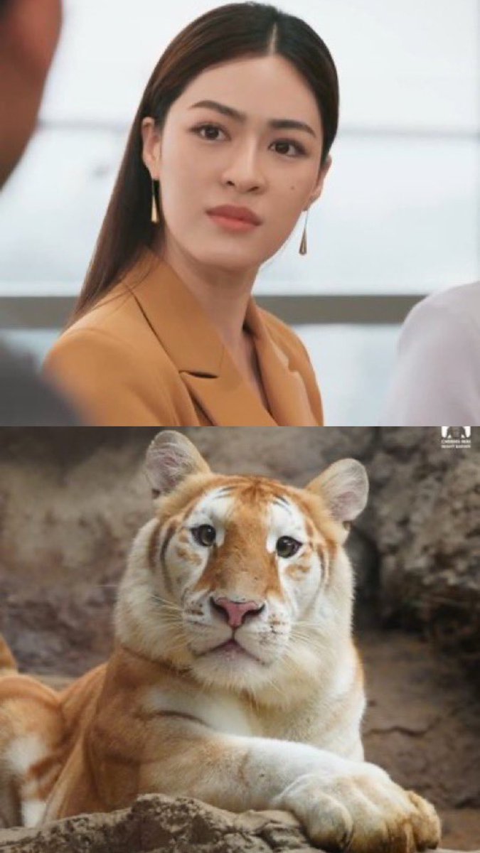 yawnsedits's tweet photo. "I will be a tiger called Ava in Chiang Mai because it's cute." 😂🤏

LINGLING X CARTIER
#LinglingCartierIntoTheWild https://t.co/QdNG5w40dX
