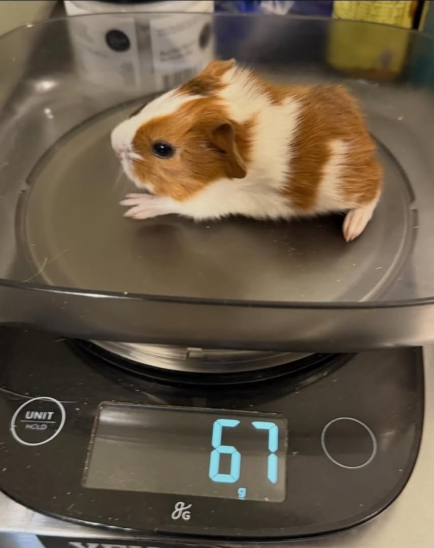 dailyguineapig's tweet photo. SIX SEVEN 67 #67 I AM 67 KILOGRAMS!!!!!! https://t.co/GZvGS3IfvG