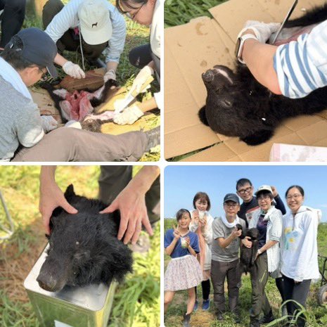 TA43786386's tweet photo. #日本　#子グマ https://t.co/EFDDcyvjaz