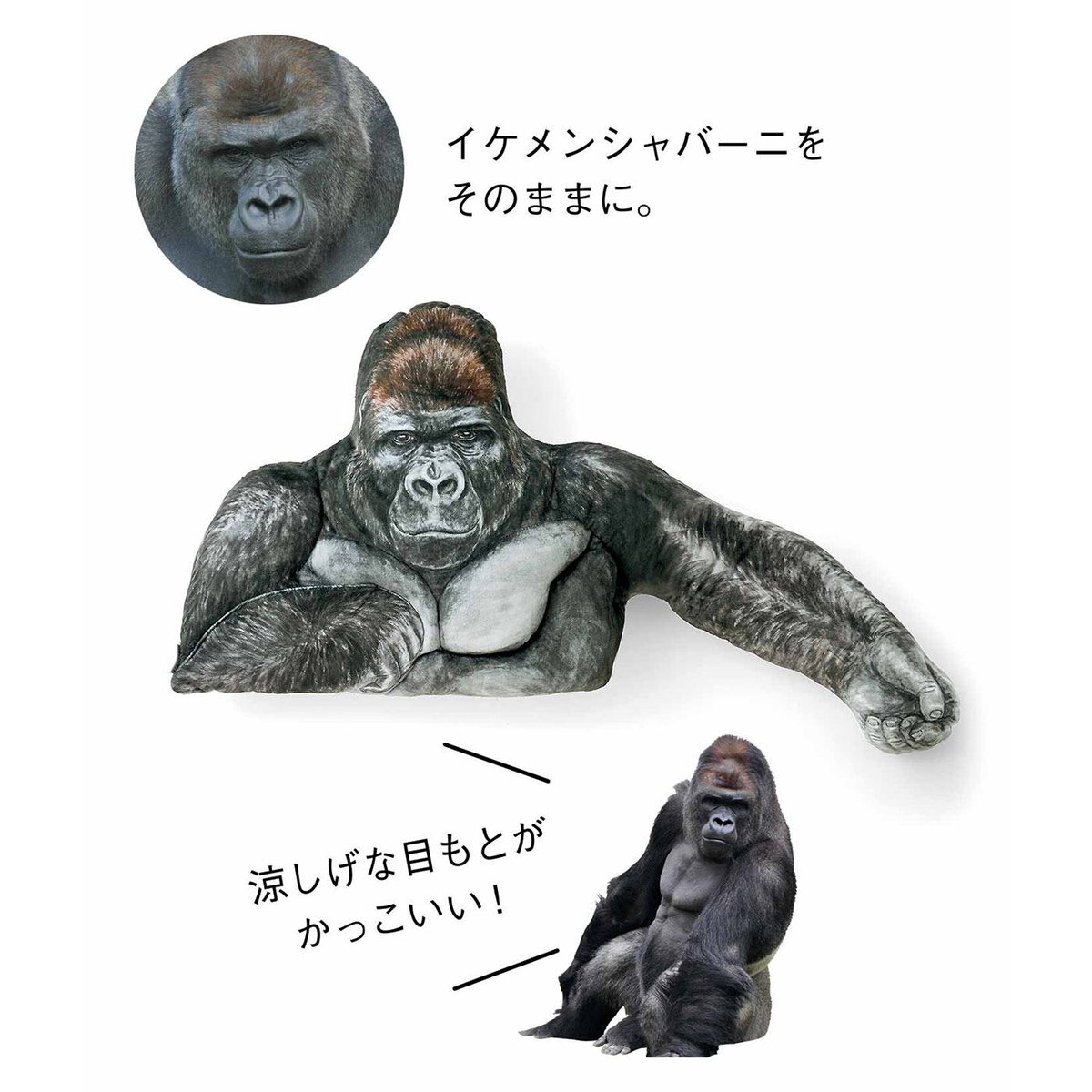 youmore_tw's tweet photo. 10/20は東山動物園のイケメンゴリラ、シャバーニの誕生日です🦍
強さとやさしさをあわせ持つ、たくましい腕に抱かれたい人はいませんか💪 https://t.co/wbxlgaFZ40