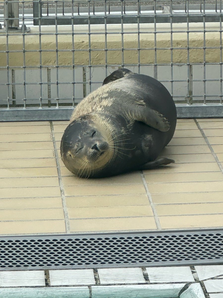 Jijiart_jp's tweet photo. 「アザラシ幼稚園の拡散ばかりで、もうお腹いっぱい…」 そう思わせてしまうほど、本当に、本当に現地が追い詰められています。

ここが無くなれば、明日から運ばれてくる傷ついたアザラシたちのケアが出来ずに、命を落としてしまう子たちも出てきてしまいます。

遠い国の話に見えるかもしれません。 でも、日本から届く声や署名、募金の一つひとつが、現地の存続を左右する公式な力になっています。

❌ 大金を寄付する必要はありません 
⭕ お金のかからない【ネット署名】をする 
⭕ このポストを【リポスト】して広める

私たち1人ひとりの数タップが集まれば、あの子たちの命を繋ぎ止める奇跡になります。画面の向こうの命を、一緒に繋ぎませんか？🦭

👇 署名・募金ページ

ネット署名
https://t.co/eqCfrPXraq

公式募金
https://t.co/qYSIm31fqz

#アザラシ幼稚園 #SaveWec