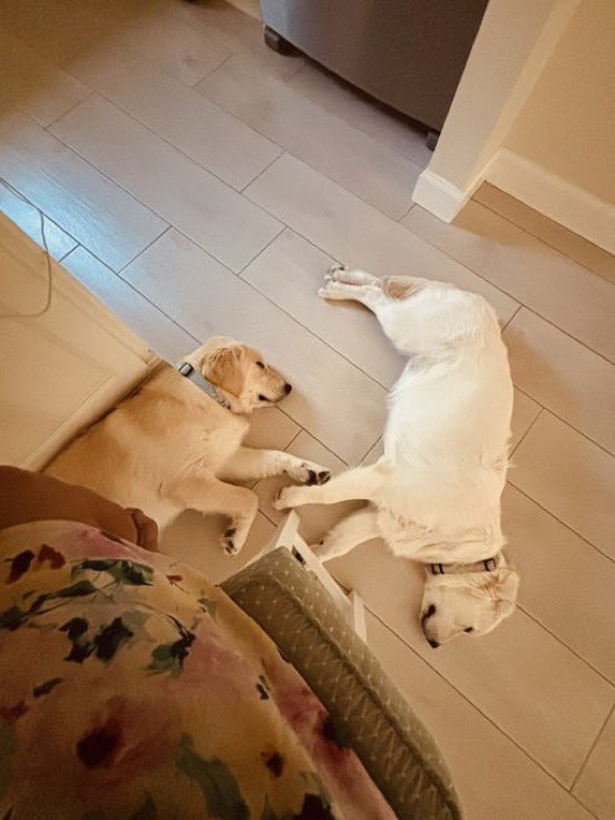 EvasFSD's tweet photo. My 6 month old golden retriever puppies love when I work from home. They are very comfortable sleeping under my feet and just being near me. ♥️🐶 https://t.co/gk7NXBCXgR