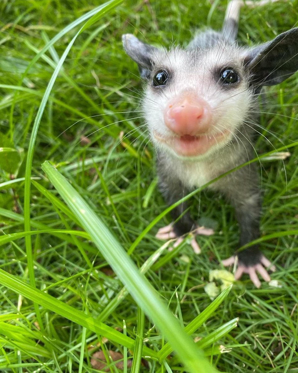 viciousSaturn's tweet photo. hoje no curso eu disse que sarue era meu animal favorito e ngm acreditou... https://t.co/G5AzjFQpzU