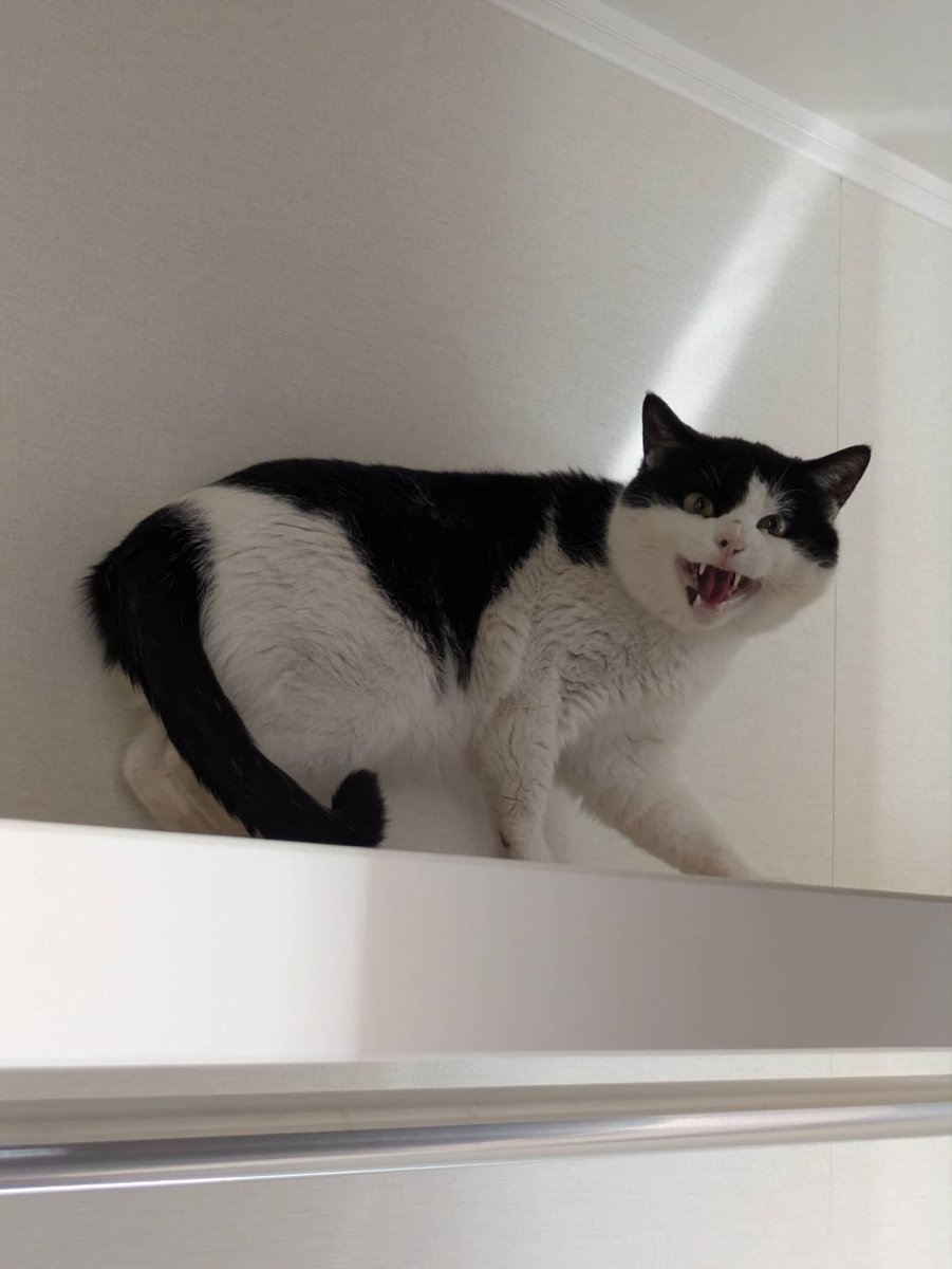 ycmo_'s tweet photo. おもち、おこわ、おむすび、きんとん🐈⸒⸒⸒⸒ https://t.co/fVGpxekDtS