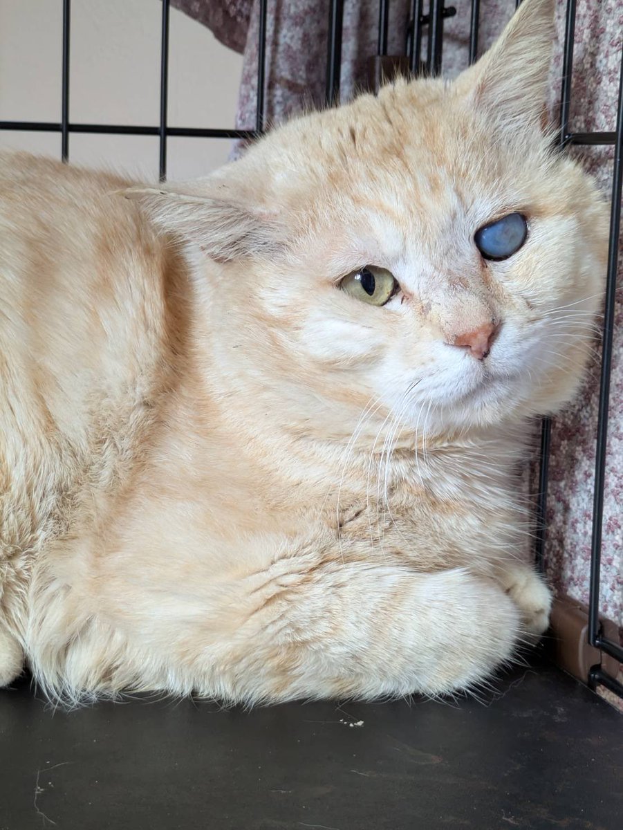 ycmo_'s tweet photo. おもち、おこわ、おむすび、きんとん🐈⸒⸒⸒⸒ https://t.co/fVGpxekDtS