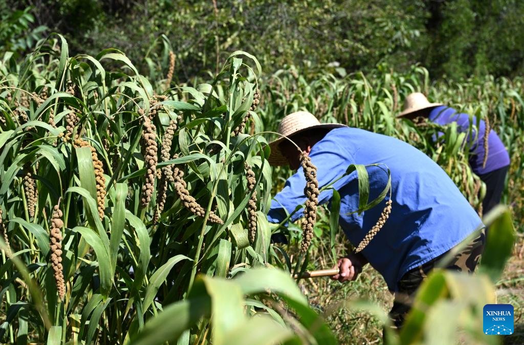 ChinaScience's tweet photo. Chinese scientists have found genetic evidence that early millet-farming populations in northern China originated locally rather than emerging from a major influx of migrant agricultural groups, according to research published in the journal Science Advances.  

The research analyzed genome-wide data from seven ancient individuals at the Donghulin site in Beijing and the Dengcaogouliang and Sitai sites in Zhangjiakou, North China's Hebei Province, combined with carbon-14 dating and stable isotope evidence. It covers a period from about 11,000 to 7,300 years ago. Combining ancient genomics, archaeological remains and dietary evidence, it has revealed the genetic continuity and local origin of millet-related populations in the region.