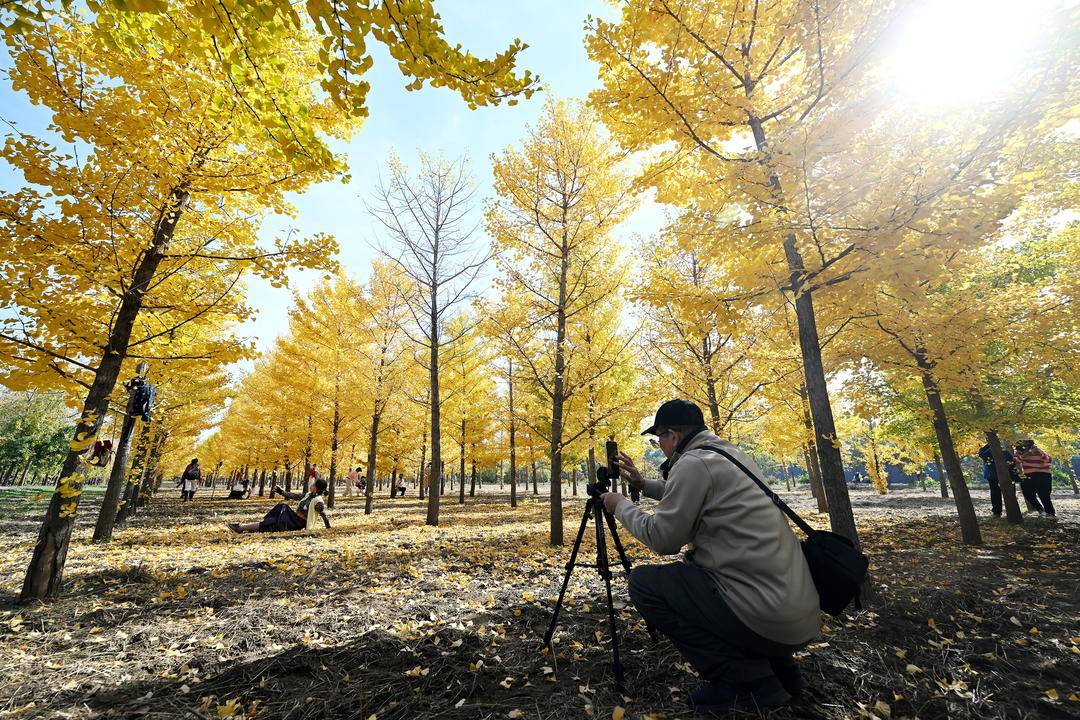 iLiaoning's tweet photo. Ginkgo trees in #Shenyang, #Liaoning Province have reached their peak viewing season. Bright golden leaves shimmer on the branches, while fallen foliage carpets the ground, painting the park in a brilliant tapestry of golden hues.
#ExchangeAutumn #ChineseAutumn
@china_xiamen https://t.co/sMtFRte7L3