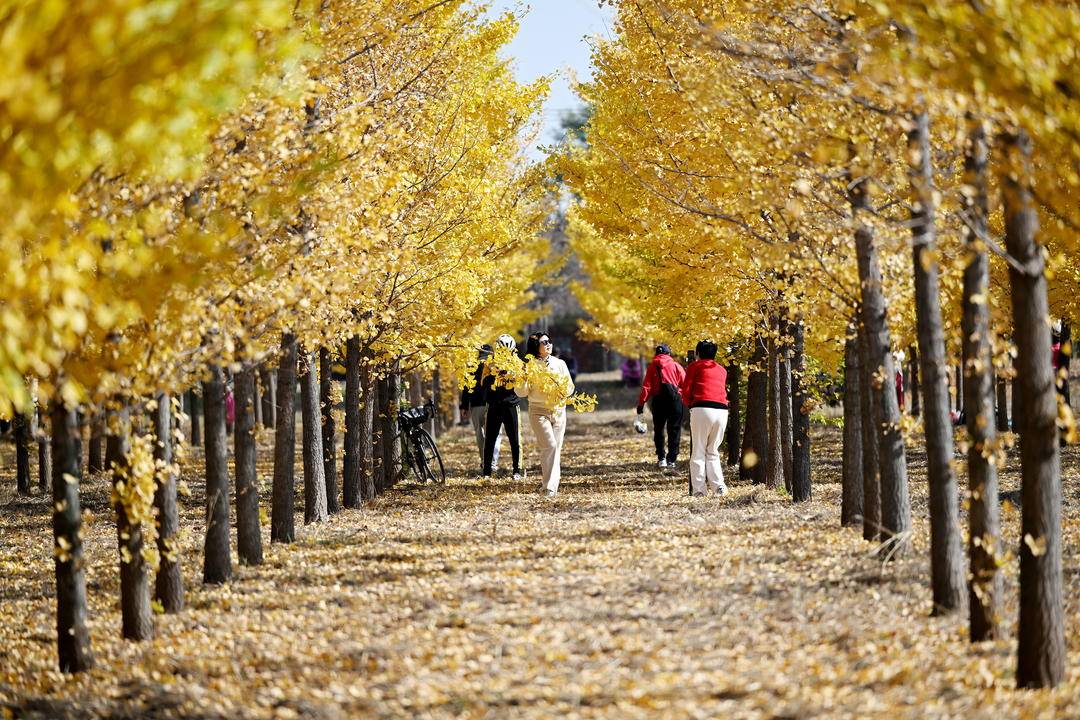 iLiaoning's tweet photo. Ginkgo trees in #Shenyang, #Liaoning Province have reached their peak viewing season. Bright golden leaves shimmer on the branches, while fallen foliage carpets the ground, painting the park in a brilliant tapestry of golden hues.
#ExchangeAutumn #ChineseAutumn
@china_xiamen https://t.co/sMtFRte7L3