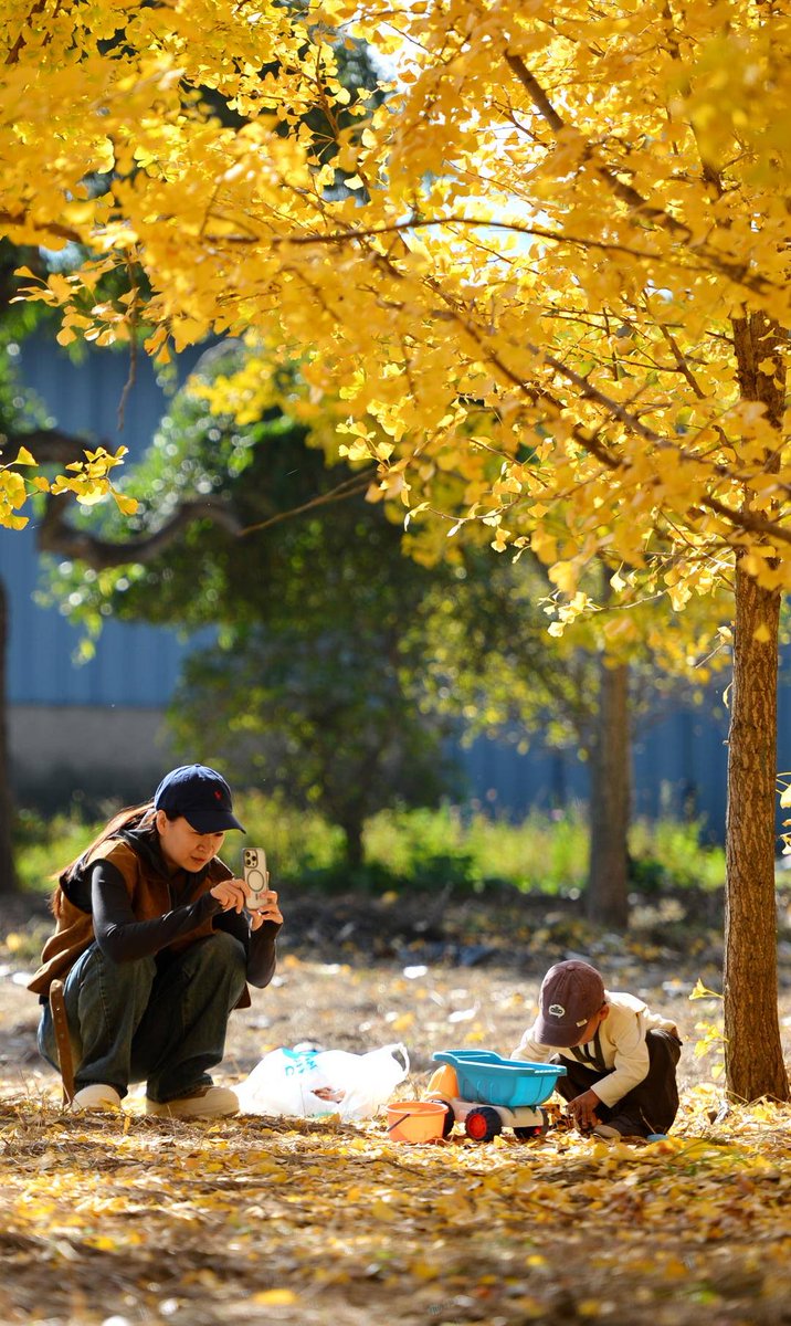 iLiaoning's tweet photo. Ginkgo trees in #Shenyang, #Liaoning Province have reached their peak viewing season. Bright golden leaves shimmer on the branches, while fallen foliage carpets the ground, painting the park in a brilliant tapestry of golden hues.
#ExchangeAutumn #ChineseAutumn
@china_xiamen https://t.co/sMtFRte7L3