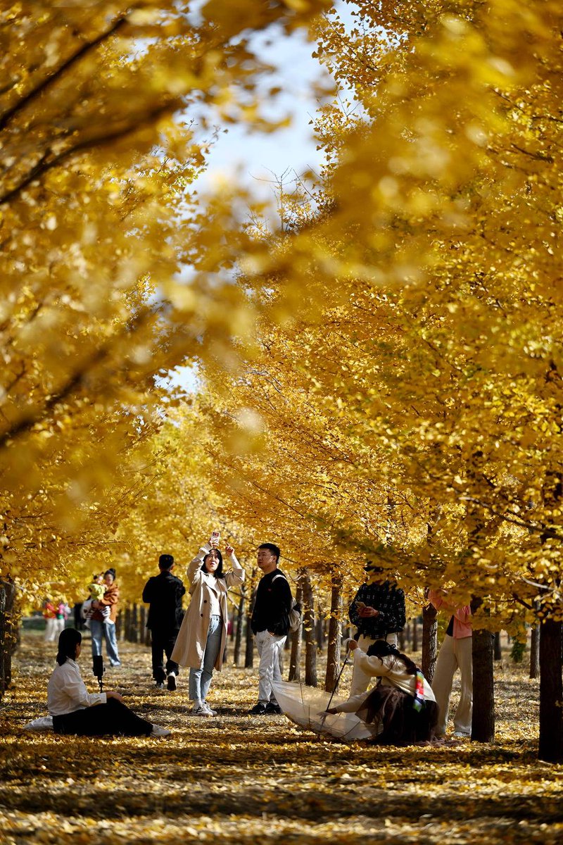 iLiaoning's tweet photo. Ginkgo trees in #Shenyang, #Liaoning Province have reached their peak viewing season. Bright golden leaves shimmer on the branches, while fallen foliage carpets the ground, painting the park in a brilliant tapestry of golden hues.
#ExchangeAutumn #ChineseAutumn
@china_xiamen https://t.co/sMtFRte7L3